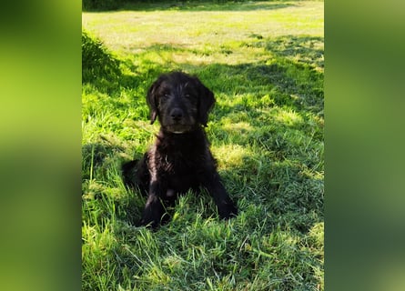 Labradoodle Silver Abgabebereit mit Papieren (Habeicaped)