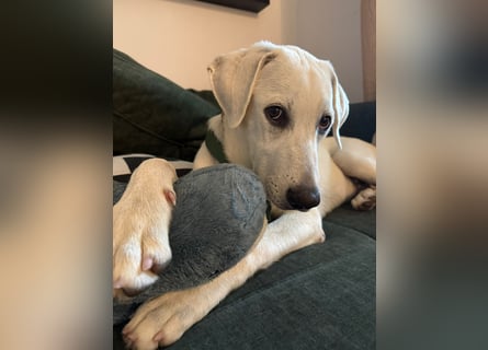 Yoda: liebt spielen, schmusen, Auto fahren