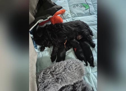 Affenpinscher Welpen WT 11.04.2025