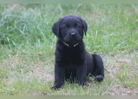 Labrador Welpen
