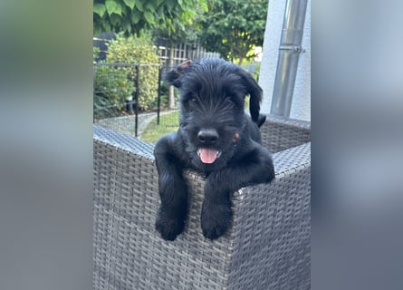 Mittelschnauzer Welpe Rüde