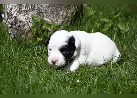 traumhaft hübscher Tibet Terrier Welpen aus erfahrender Zucht  sind geboren dürfen im Juni ausziehen