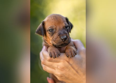 Rhodesian Ridgeback Welpen mit FCI-Ahnentafel
