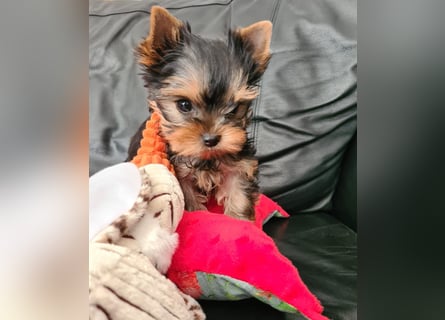 Yorkshire-Terrier Welpen,  reinrassig mit Ahnentafel sofort abgabebereit
