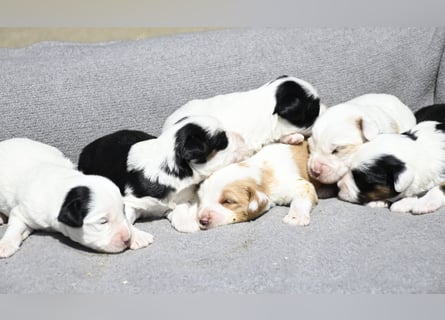 traumhaft hübscher Tibet Terrier Welpen aus erfahrender Zucht  sind geboren dürfen im Juni ausziehen