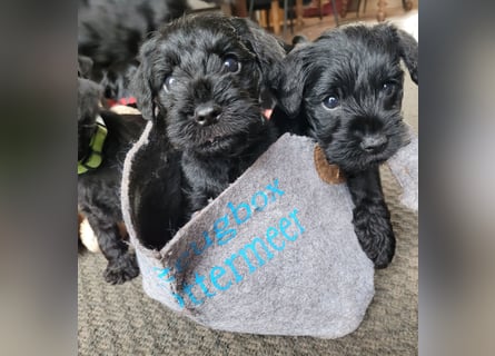 Zwergschnauzer Welpe schwarz Hündin