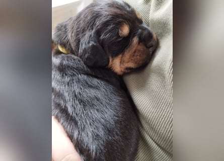 OEB Mix Welpen ideale Familienhunde