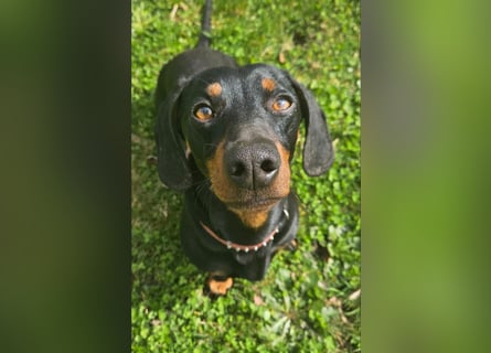 Dackel Welpen Black Tan