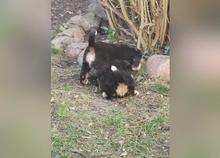 Berner Sennen Welpen