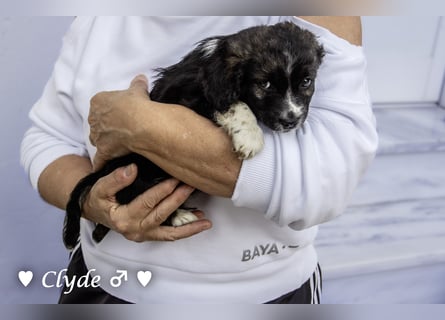 Winzling Clyde, Alopekis-Mix,  sucht ein Zuhause