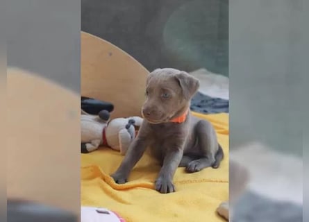 Wunderschöne Labrador Welpen mit Papieren