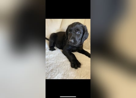 Abgabebereit !!Labradoodle Welpen Silver und Schwarz -Mit Papiere