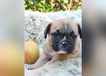 Allerliebste FROPS Kinder (Französische Bulldogge und Mops)