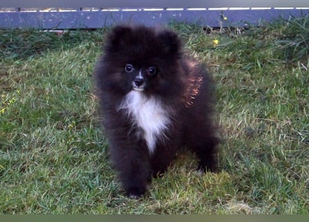 Zwergspitz Pomeranian Welpen Bärchengesichter mit Ahnentafel