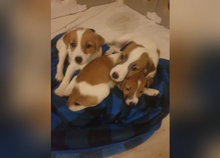 Rüde Braun Weiß Parson Russell Terrier Welpen Bild und Video neu