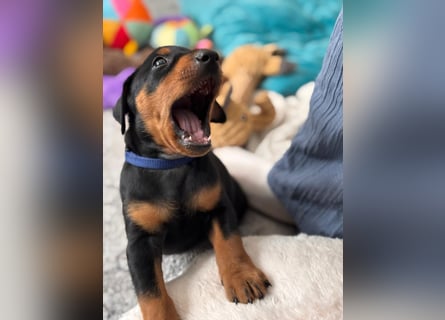Deutsche Pinscher Welpen