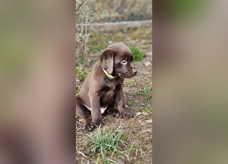 Labrador Welpen aus Körzucht