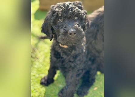 Goldendoodle F1b
