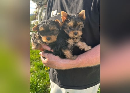 Reinrassige, bezaubernd schöne Yorkshire Terrier Welpen zu verkaufen