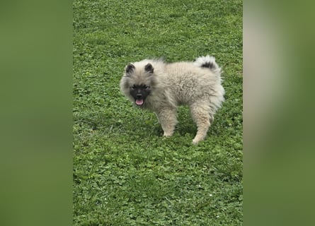 Wolfsspitz