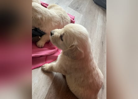Golden Retriever Welpen abzugeben