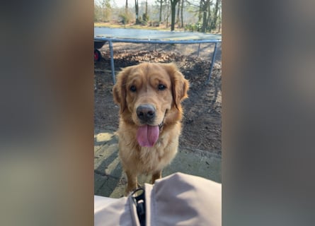 Golden Retriever dark reinrassig