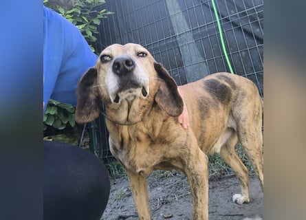 Pippo - fröhlicher Kuschelschmuser sucht lebenslange Stellung als treuer Begleiter