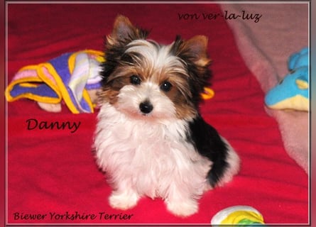 kleiner Biewer Yorkshire Terrier Rüde