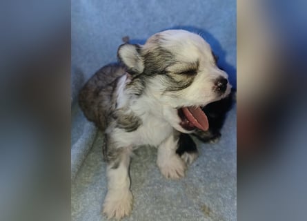Maltipoo in zauberhaften Farben