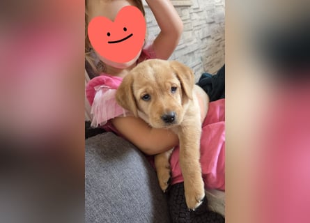 Labradorwelpen