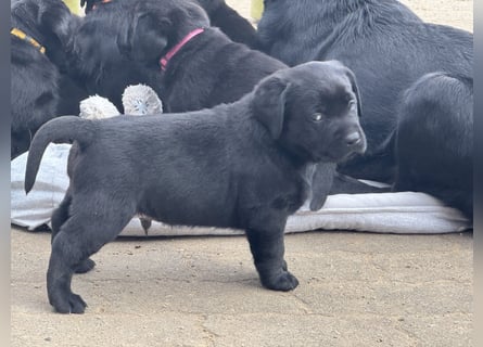 2 Labrador Retriever Weibchen Welpen mit Ahnenpass, Eltern HD, ED, PL, OCD, Augen und Genetisch frei
