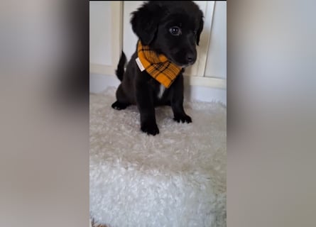 Auszug..Aussiedor F1 Familien und Therapiehund Labrador x Australien Shepherd