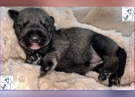Mittelschnauzer Welpen (nicht haarend) Rüde