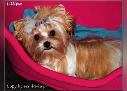 Yorkshire Terrier Welpen -verschiedene Farbgebungen u. Größen