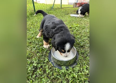 Berner Sennenhund Welpen reinrassig