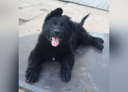 Altdeutsche Schäferhund Welpen
