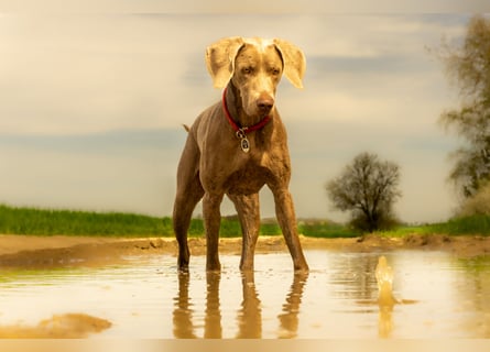 Weimaraner-Mix Welpen aus liebevoller Verpaarung – 12 kleine Wunder suchen ihr Zuhause