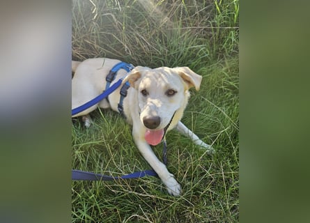 Victory: toller Familienhund