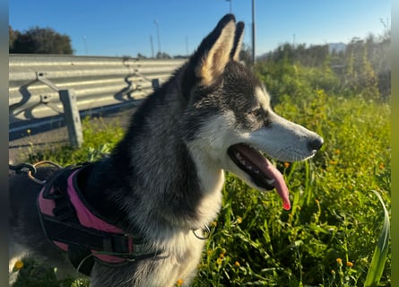 Lena: Familienhund sucht Familie