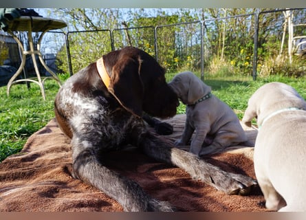 zuckersüße Weimaranerwelpen