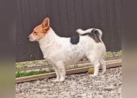 ❤️ süßer kleiner Stenz PABLO - 3 Jahre, 30cm - Corgi-Jack-Russel-Mix