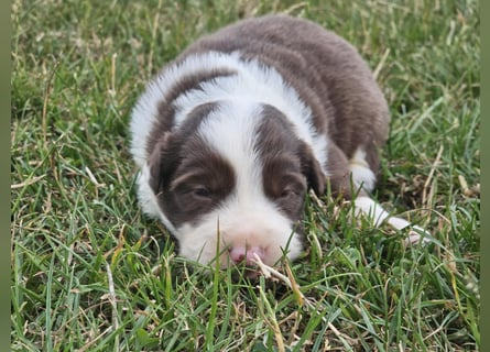 Border Collie Welpen