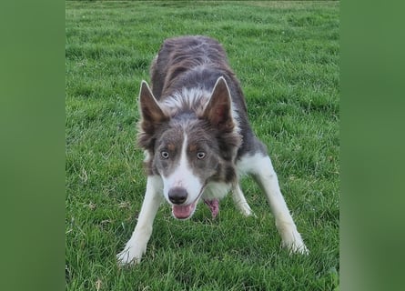 Border Collies