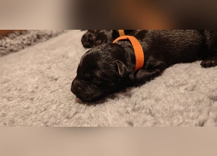 Wir planen 2026 Kerry Blue Terrier Wurf-B