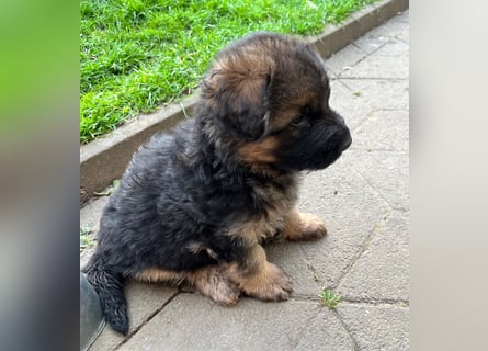 Deutsche Schäferhunde Langstockhaar
