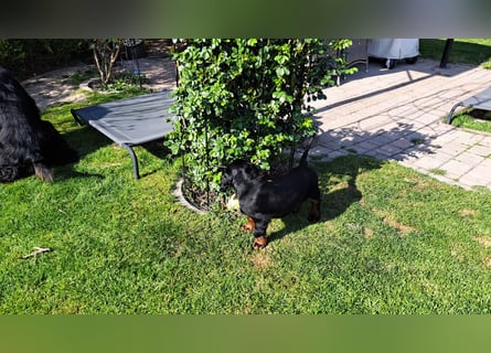 Verschmuste Gordon Setter aus familiärer Liebhaberzucht zu vermitteln
