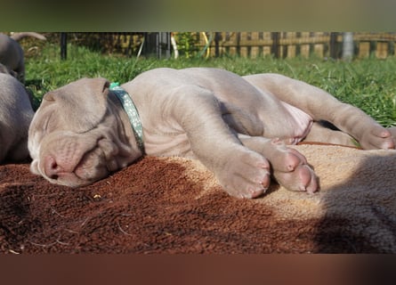 zuckersüße Weimaranerwelpen