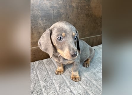 Zwerg Dackel Welpen in besonderen Farben (blue / choco / Harlekin) suchen tolles Zuhause