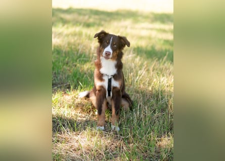 Australian Shepherd Welpe Rüden, ASCA