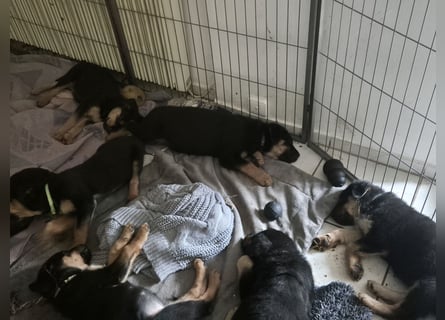 Rottweiler Schäferhund Mischling